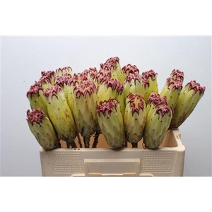 Protea Limelight No Leaves