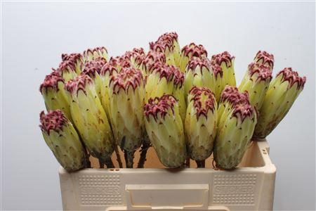 <h4>Protea Limelight No Leaves</h4>