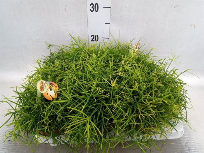 <h4>Rhipsalis cassutha</h4>