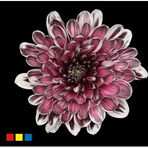 Chr T Altaj Roulette