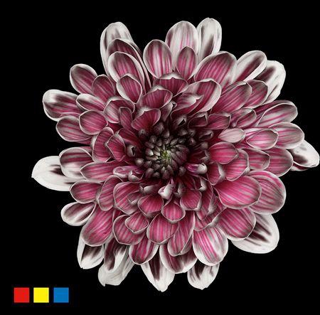 <h4>Chr T Altaj Roulette</h4>