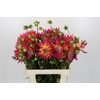 Dahlia Electric Flash