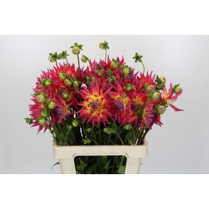 Dahlia Electric Flash