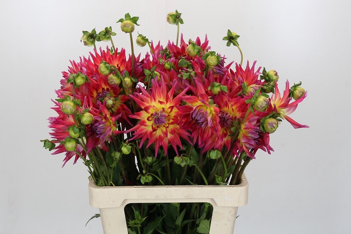 <h4>Dahlia Electric Flash</h4>
