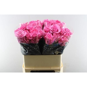 R Gr Kiss Me Kate L80