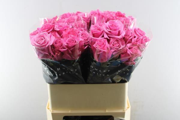 <h4>R Gr Kiss Me Kate L80</h4>