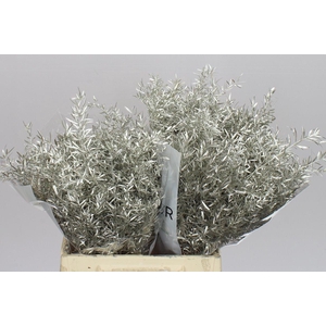 Asparagus Cwebe Platina X50