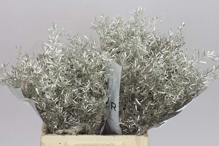 <h4>Asparagus Cwebe Platina X50</h4>