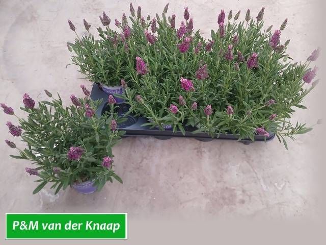 <h4>LAVAN S PINK SUMMER</h4>