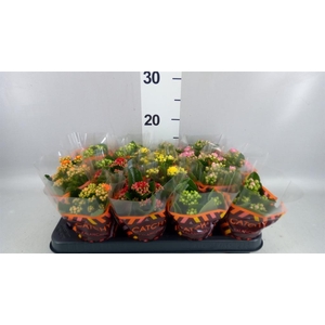 KALANCHOE  ROSEBUD MIX  5