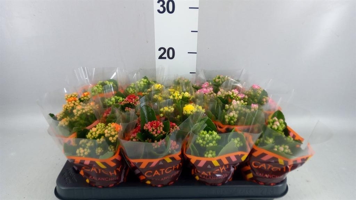 <h4>KALANCHOE ROSEBUD MIX 5</h4>