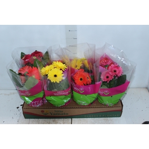 GERBERA P14 MIN 3 FLS