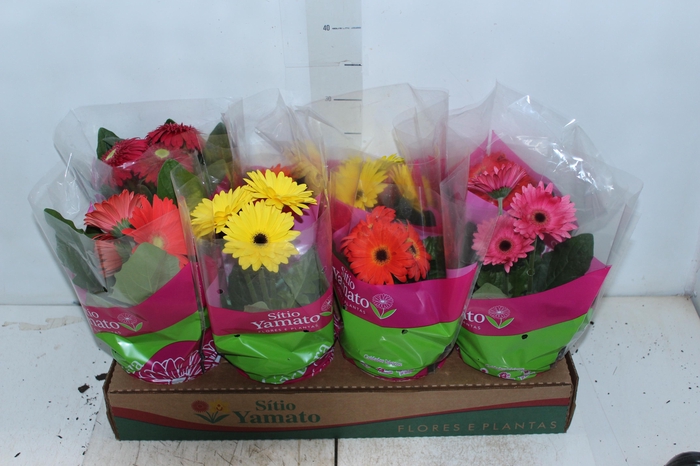 <h4>GERBERA P14 MIN 3 FLS</h4>