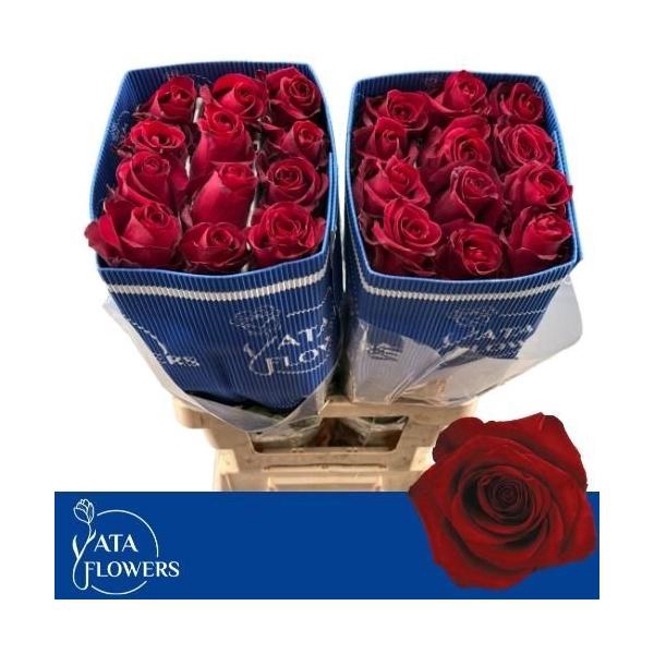 <h4>R Gr Explorer L6</h4>