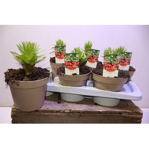 Frit Imp Aurora Orange Red