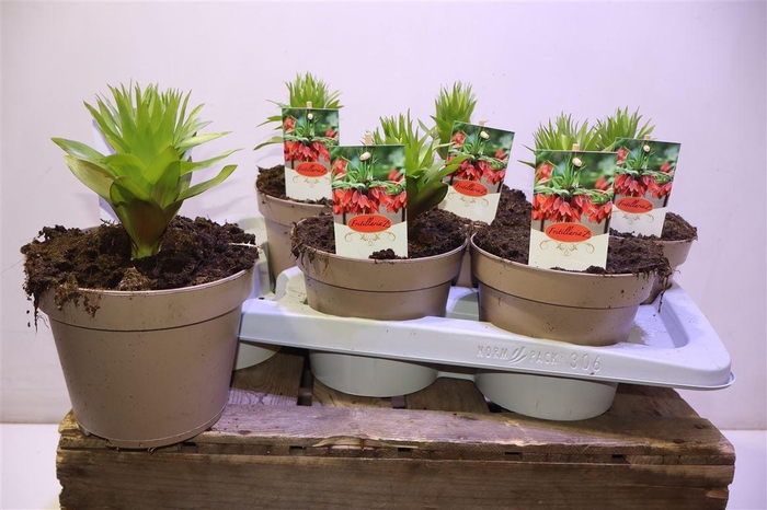 <h4>Frit Imp Aurora Orange Red</h4>