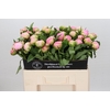 Paeonia Pink Giant