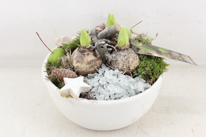 <h4>arr4 Hyacint MB - Ker. schaal off white</h4>