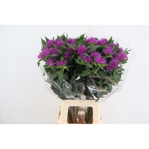 MONARDA PURPLE PRINC