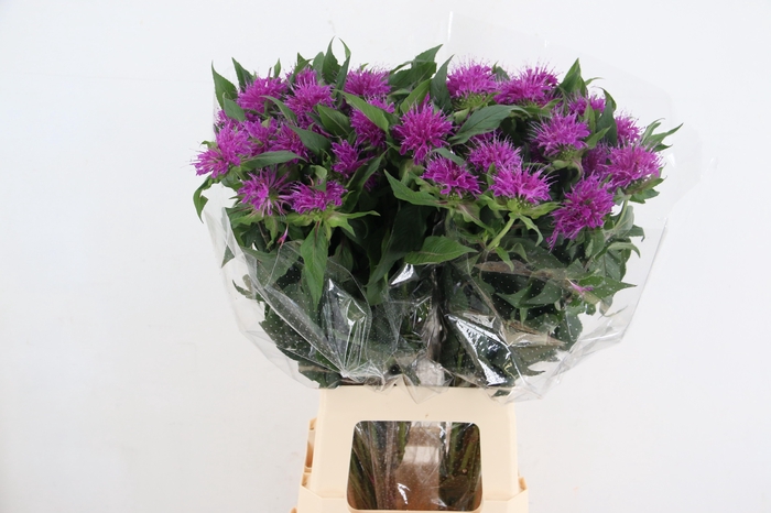 <h4>MONARDA PURPLE PRINC</h4>