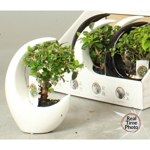 BONSAI GEM