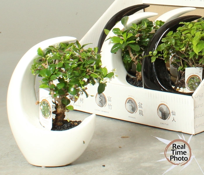 <h4>BONSAI GEM</h4>