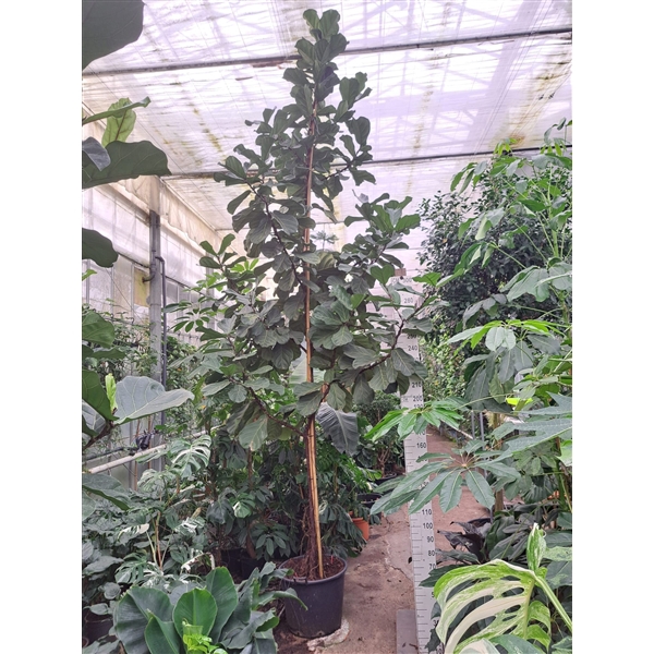 <h4>Ficus Lyrata stam 550</h4>