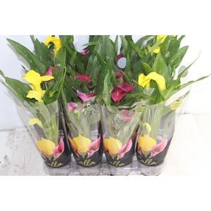 CALLA MINI P09