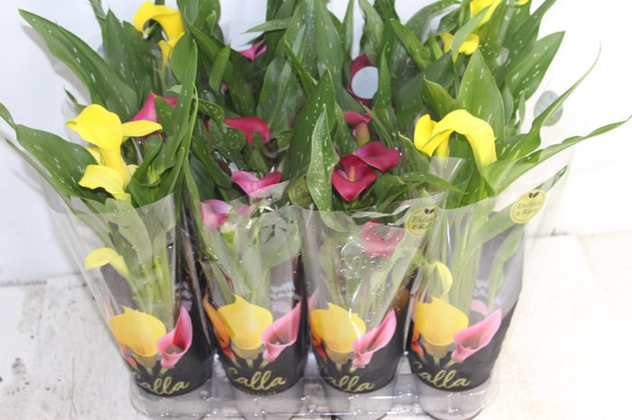 <h4>CALLA MINI P09</h4>