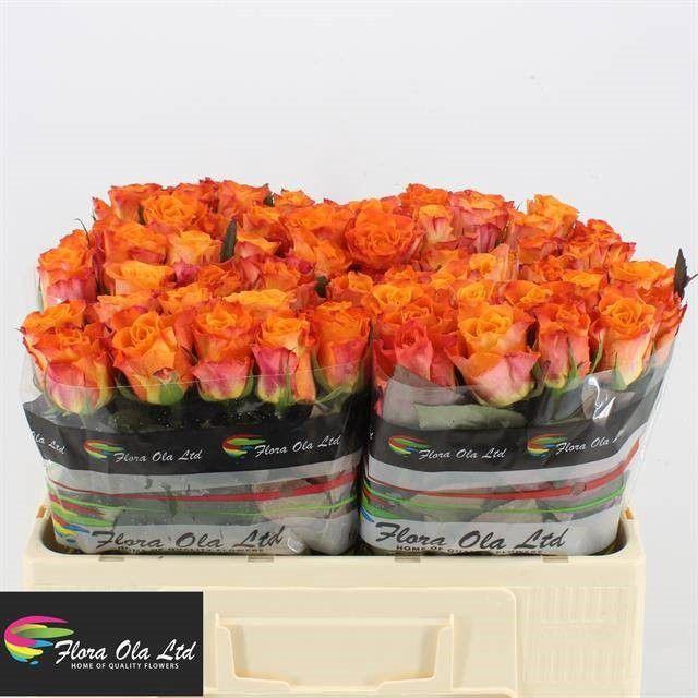 <h4>R Gr Mariyo!</h4>