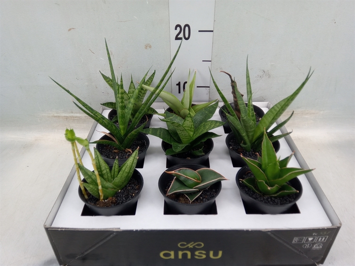 <h4>Sansevieria   ...</h4>