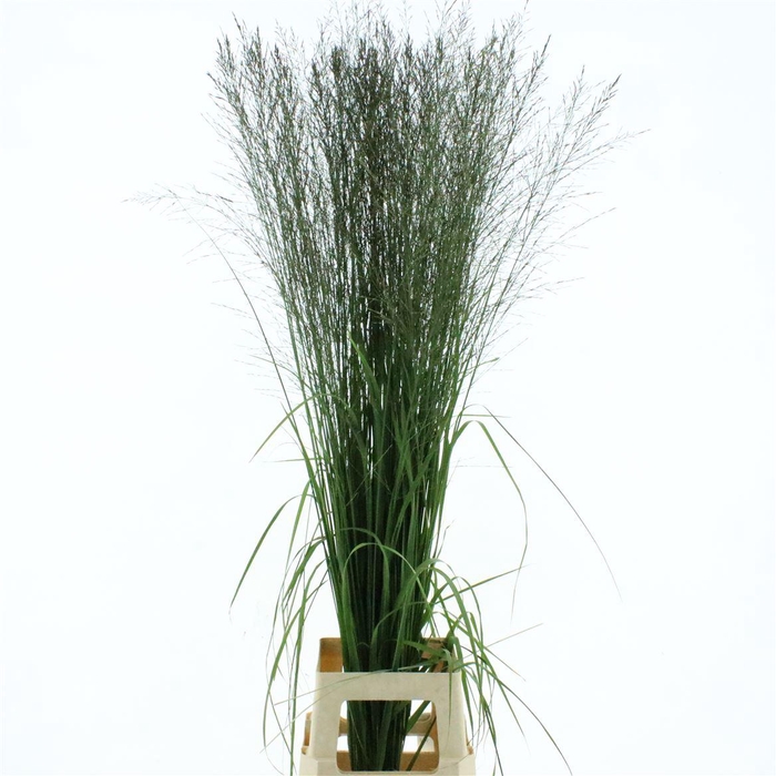 Deschampsia Silver Green