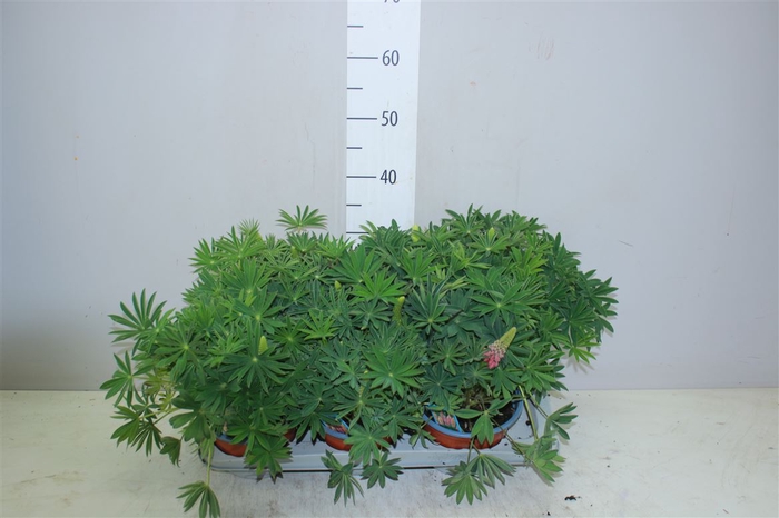 <h4>Lupinus</h4>