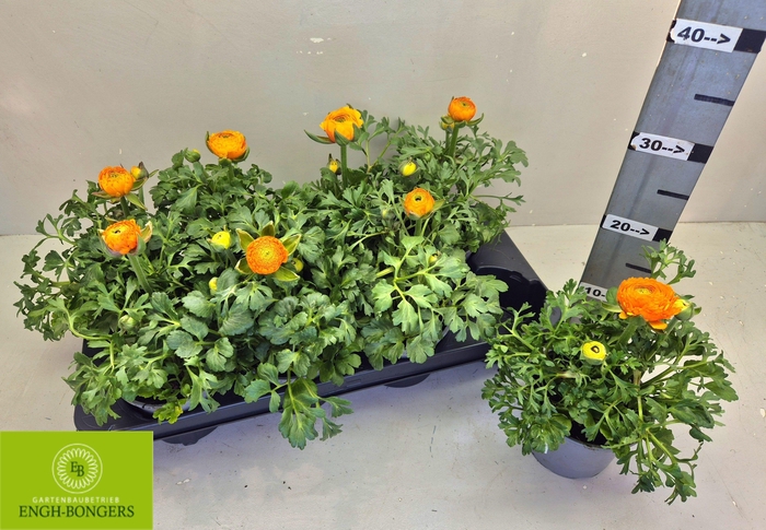 <h4>RANUN SPRINK GEM</h4>