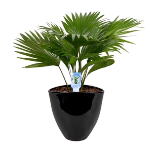 Livistona in avani pot black asp Lucht Zuiverend