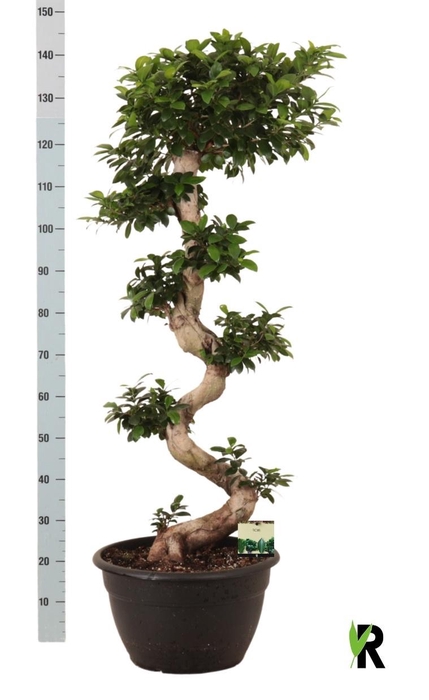 <h4>FIC MI GINSENG</h4>