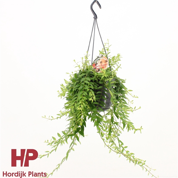 <h4>Aeschynanthus 'Japhrolepis'</h4>