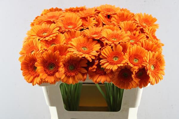 <h4>Ge Mi Max (oranje)</h4>