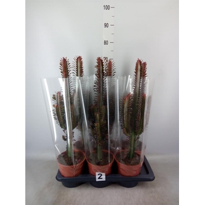 Euphorbia trigona 'Rubra'