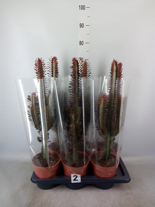 <h4>Euphorbia trigona 'Rubra'</h4>