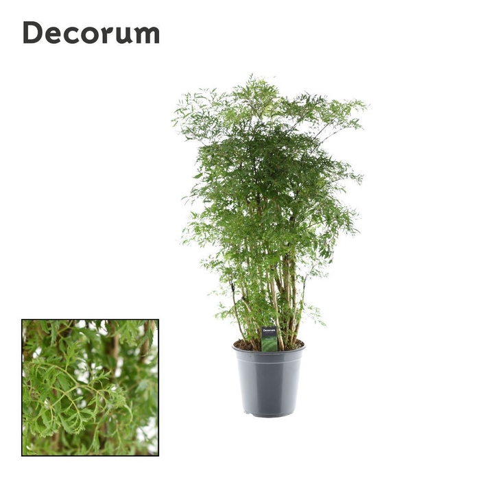 <h4>Polyscias fruticosa</h4>