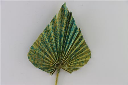 Dried Artz Palm Spear Xl Van Gogh P Stem