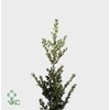 Ilex Green Hedge