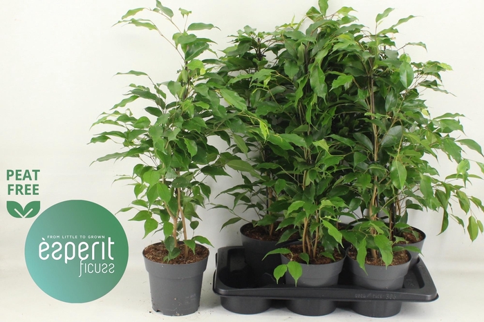 <h4>FIC BE DANITA</h4>