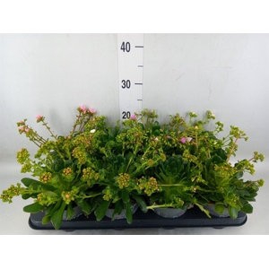 Lewisia cot. 'Rocky Colors'   ..mix