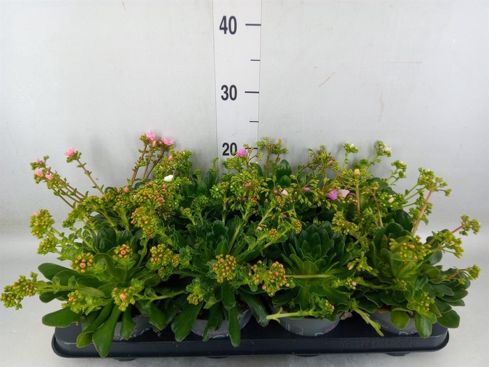 <h4>Lewisia cot. 'Rocky Colors'   ..mix</h4>