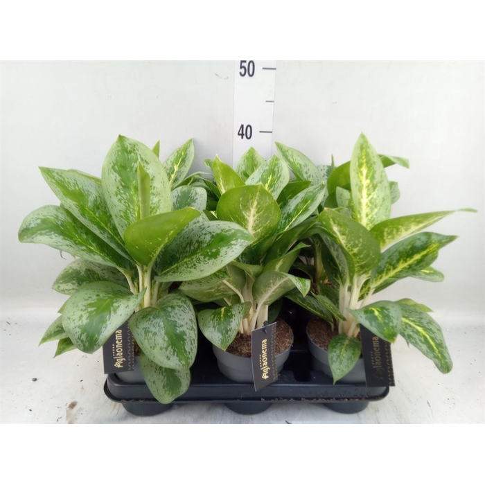 <h4>Aglaonema  'Lemon Mint'</h4>