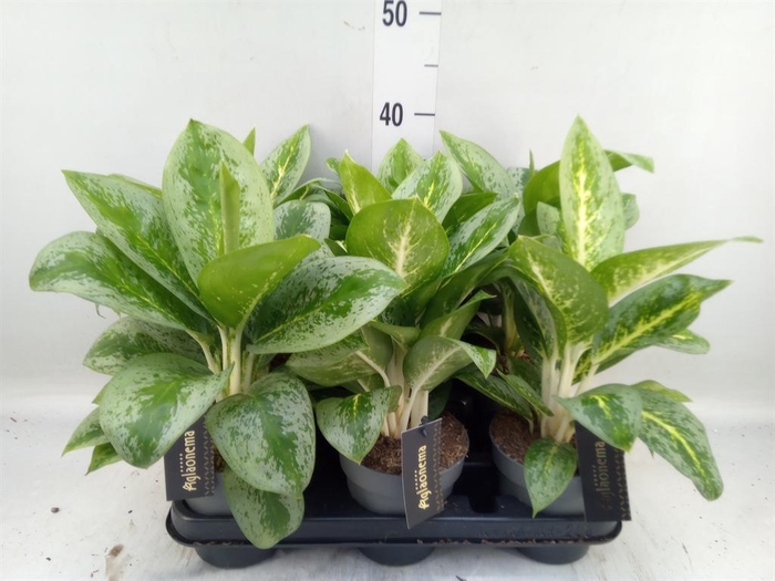 <h4>Aglaonema  'Lemon Mint'</h4>