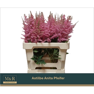 ASTIL AR ANITA PFEIF