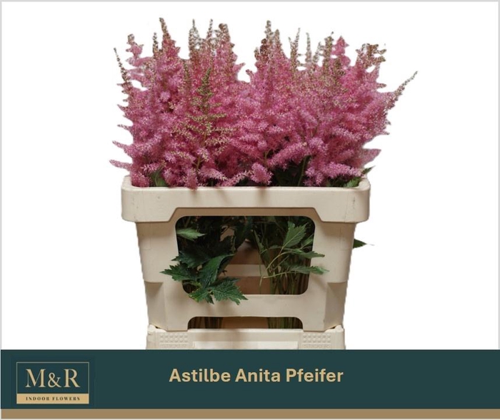 <h4>ASTIL AR ANITA PFEIF</h4>